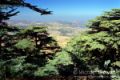 Masser ech-Chouf Lebanese Cedars View